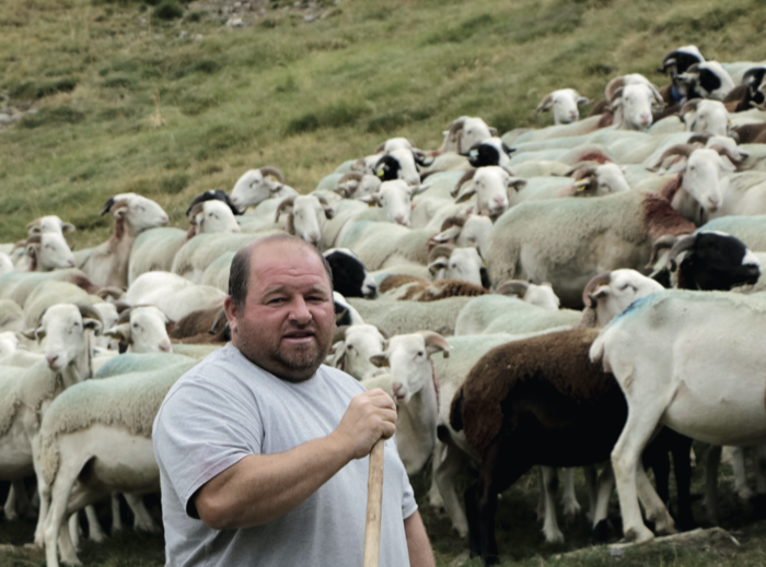 Satellites to the Rescue of Sheep and Cows | La France Agricole